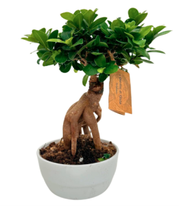 bonsai